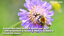 Les abeilles ont des capacités d'apprentissage excellentes, cette expérience le prouve