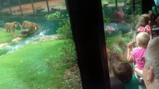 CAUGHT ON CAMERA Tigers Stalks Duck at Montgomery Zoo