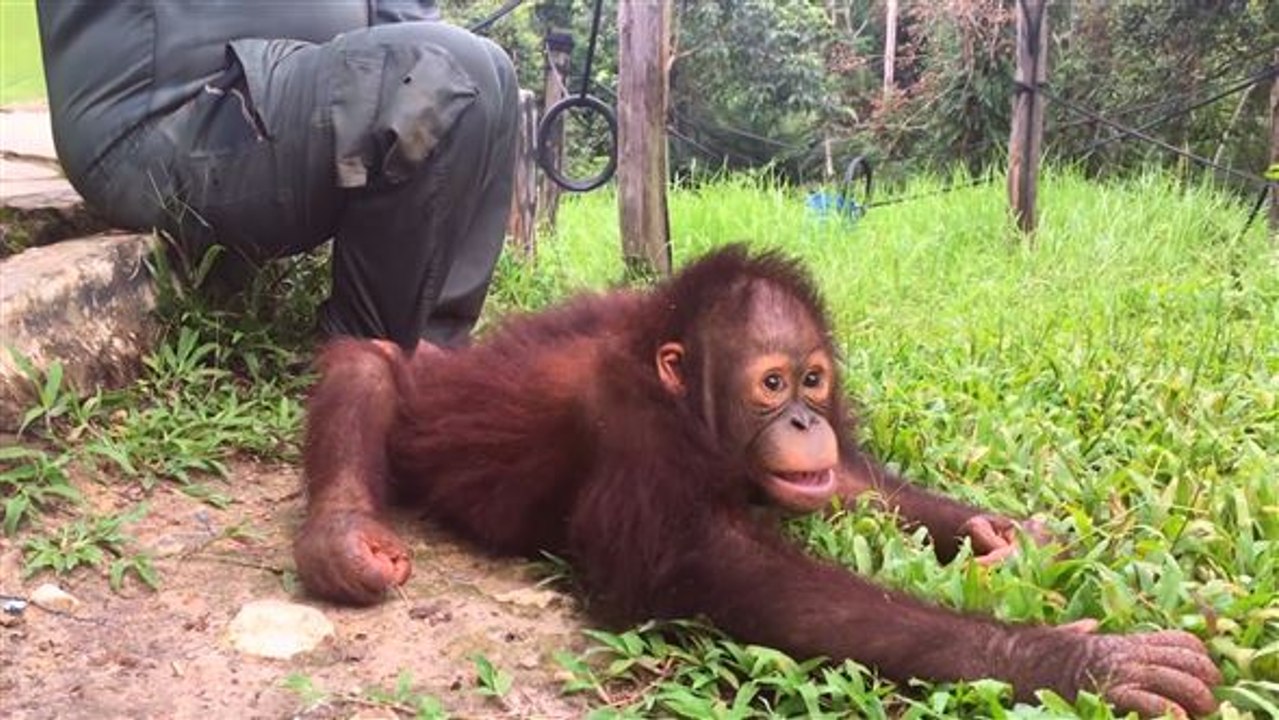 Bedrohtes Paradies: Die letzten Orang-Utans auf Borneo