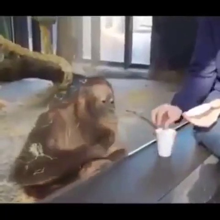 funny monkey