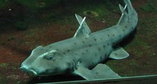 ABD'de Akvaryumdan Bebek Arabasıyla Köpekbalığı Çaldılar