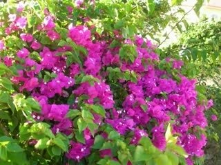 Fête familiale- Profession de Frère Paul-Marie