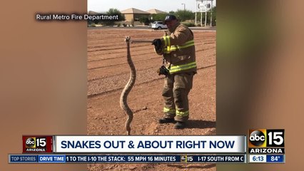 Watch out for rattlesnakes! Valley department seeing multiple calls a day