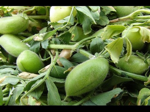 Profert Gübre Bitki Besleme Ürünleri İle Nohut Yetiştiriciliği