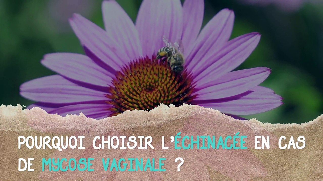 L'échinacée contre les mycoses vaginales