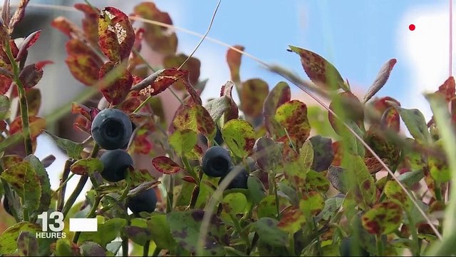 Myrtilles : l'or noir des Vosges