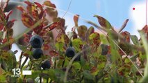 Myrtilles : l'or noir des Vosges