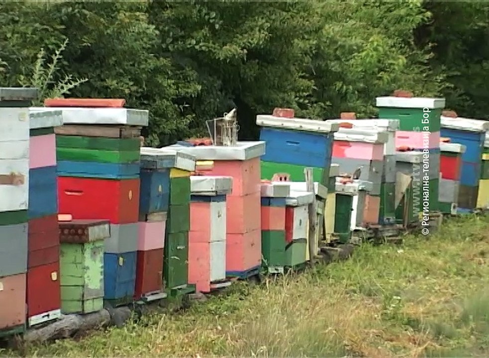 Novi preparati za uništavanje varoe, 31. jul 2018. (RTV Bor)