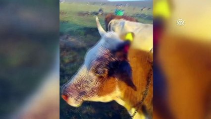 Iğdır'da 15 büyükbaş hayvana eziyet
