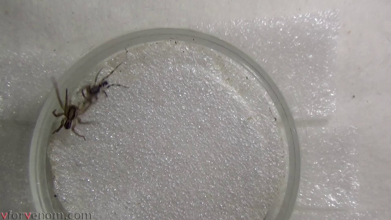 Wolf Spider vs White Tailed Spider 2