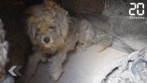 Ce chien a survécu à l'incendie d'Athènes - Le Rewind du Mardi 31 Juillet 2018