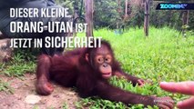 Bedrohtes Paradies: Die letzten Orang-Utans auf Borneo