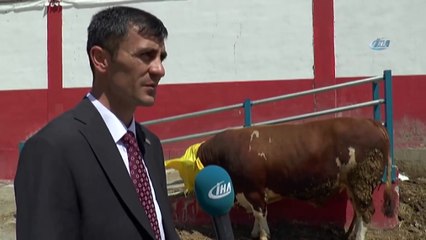 Erzurum’da Araba Fiyatına Kurbanlık