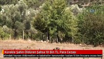 Kürekle Şahin Öldüren Şahsa 10 Bin TL Para Cezası