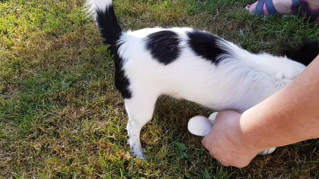 Doudou lapin vache pour Nouage