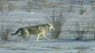 Cold Warriors - Wolves vs Buffalo - Animal Documentary 2018