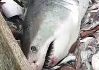 Video herunterladen: Rhode Island Fishing Crew Catch and Release Great White Shark