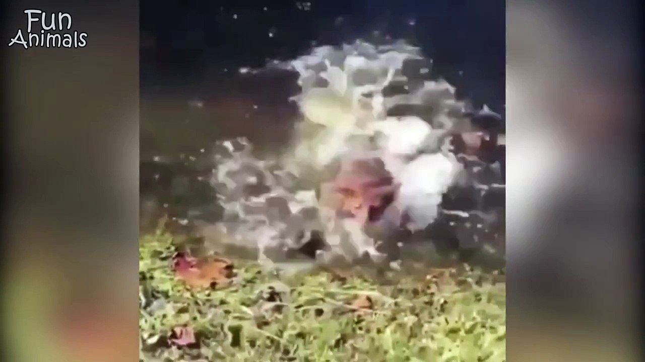 Animal Will Make You LAUGH - Funny Animal Compilation