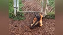 Cachorros melhores amigos não irão deixar que a cerca do parque se atrevesse em seu caminho