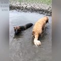 cachorros melhores amigos brincar na água