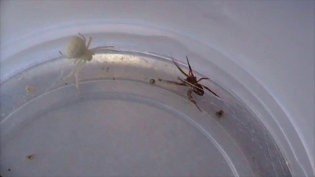 Flower Spider vs Garden Orb Weaver