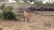 Fearless buffalo turns on lion hunting its herd