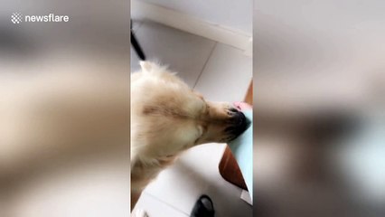 Bruce the dog hates it when his owner goes to work