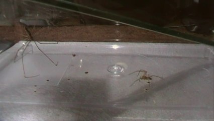 Sac Spider vs Daddy Longlegs