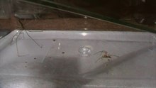 Sac Spider vs Daddy Longlegs