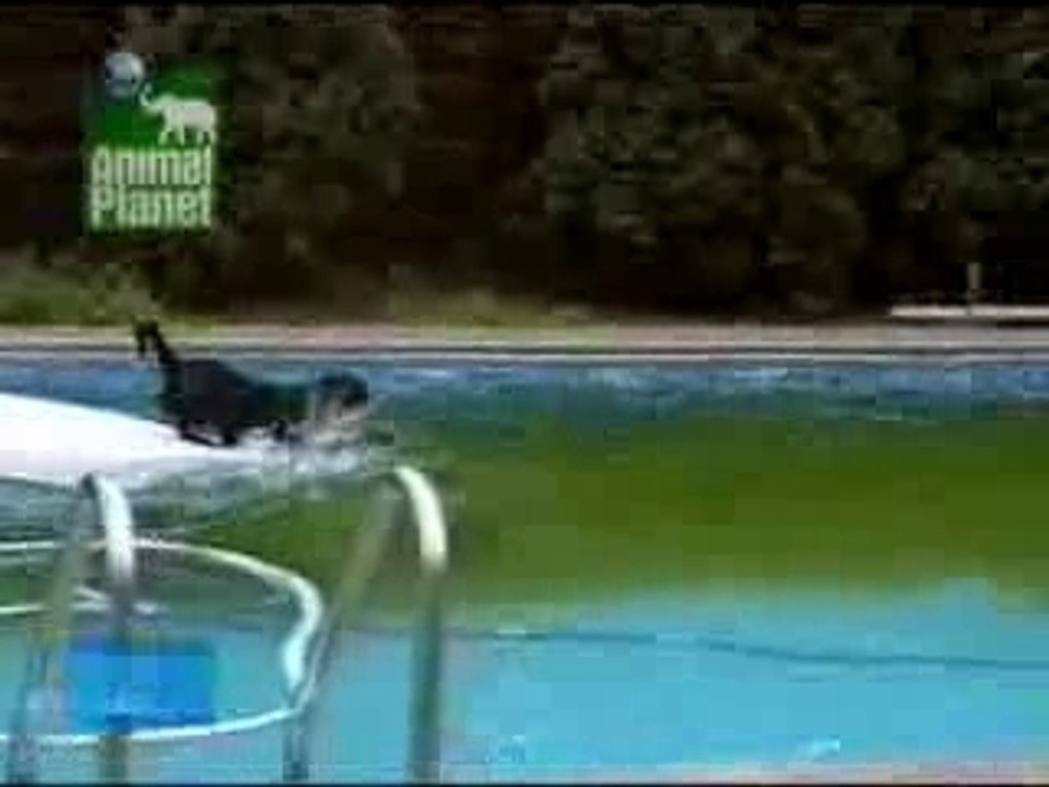 Un chien inteligent