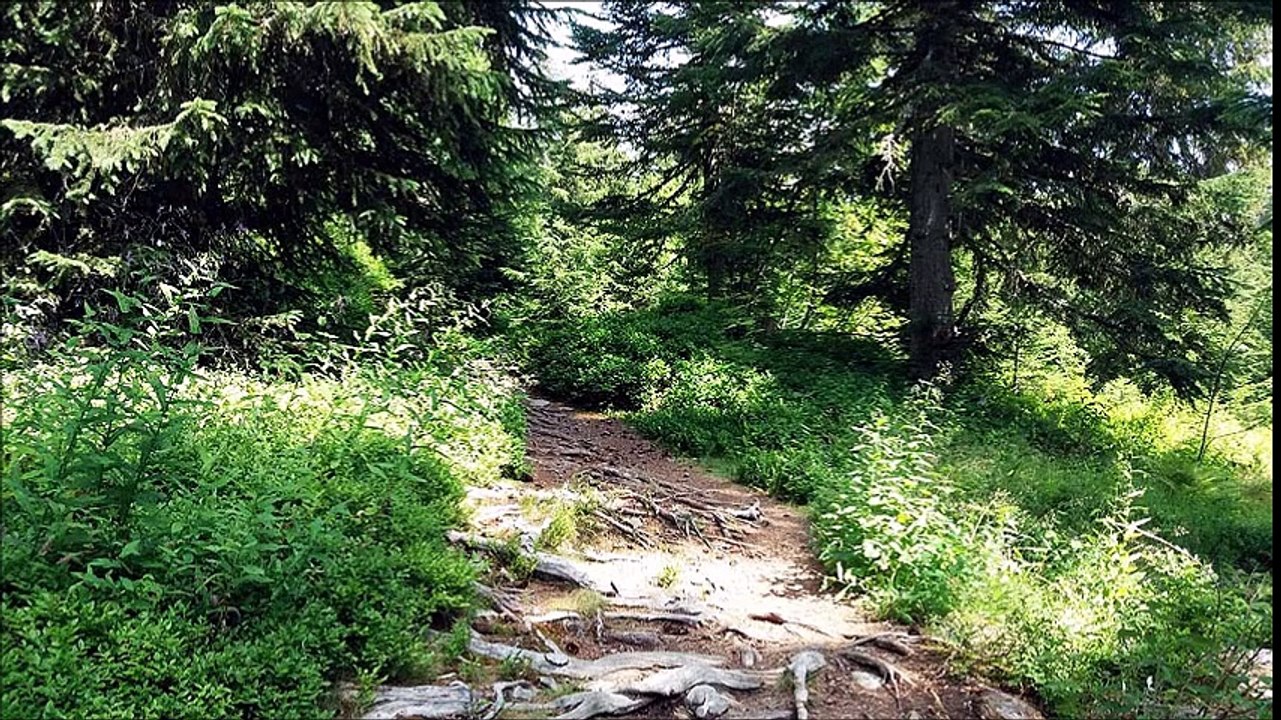 Le sentier de découverte de la tourbière aux Saisies
