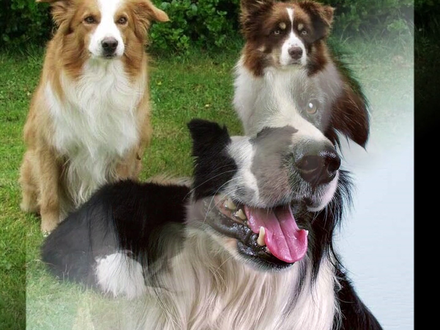 border collie dog