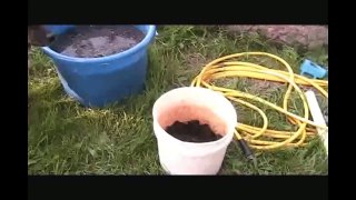 Pumpkins_How to grow pumpkins from seed Big Max