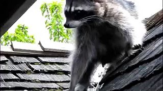 Mother Raccoon Removes Her Baby from Baby Box :: Richmond, B.C