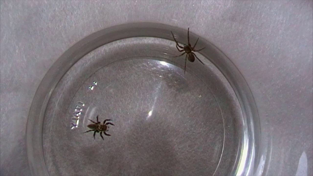 Jumping Spider vs Black House Spider