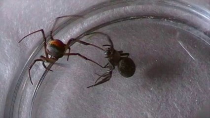redback vs black house spider