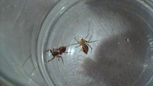 Jumping Spider vs Lynx Spider