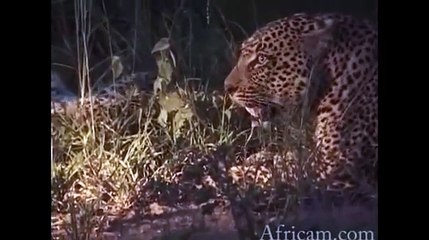 Safari Live Videos-From 2008- Karula, 2 cubs, Matimba and Safari