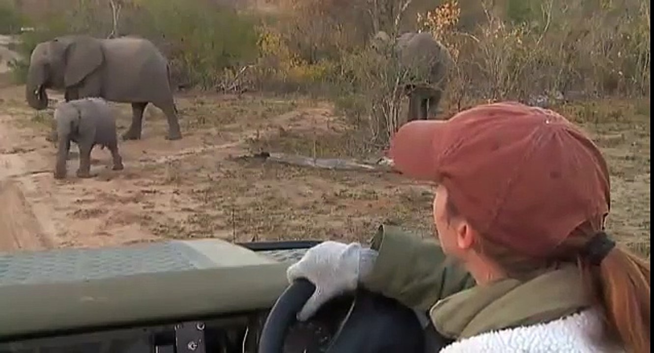 Safari Live Videos-Scary Little Ellie being So Curious