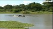 Safari Live Videos-Feb 5, 2011- Gowrie Dam On Djuma Game Reserve - Water Folks!