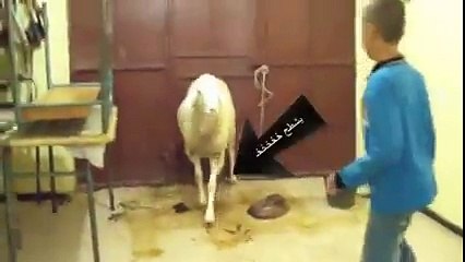 طفل جزائري يرقص مع خاروف عجيب