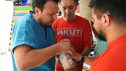 Olta iğnesi yutan martı tedavi edildi - İZMİR