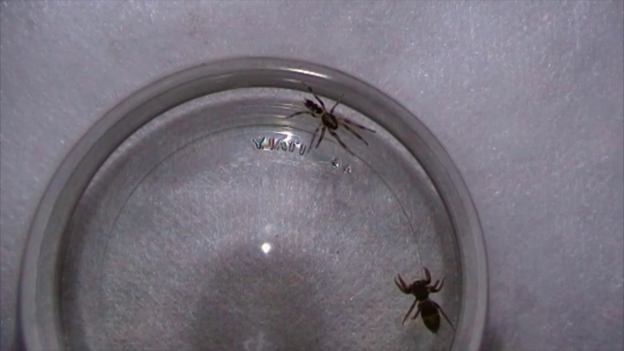 White Tailed Spider vs Jumping Spider