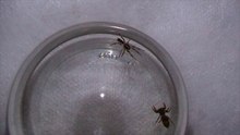White Tailed Spider vs Jumping Spider