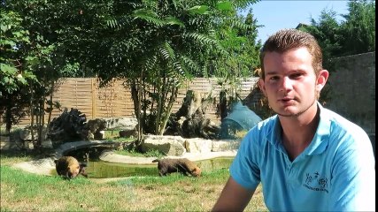 Zoo de Fitilieu : les animaux souffrent aussi de la canicule