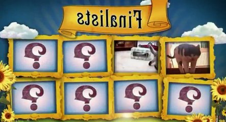 America Cutest S01xxE02 America s Cutest Cat 2010 - Part 01