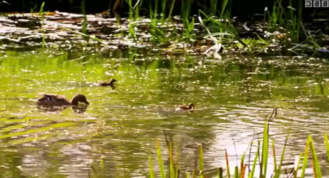 Animal Park  UK  S12xxE03 Summer Special 2017 E 3 - Part 02