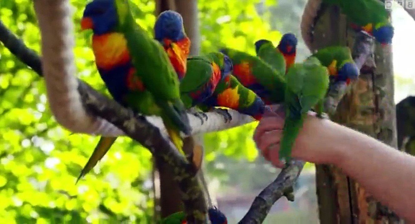 Animal Park  UK  S12xxE03 Summer Special 2017 E 3 - Part 01
