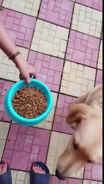 Ce chien ne mange que si il y a des bulles au-dessus de la gamelle !