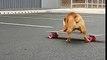 Skateboard : ce bébé Bulldog apprend à en faire !